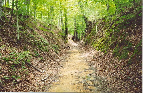 Photographie d'un chemin de terre à travers une forêt