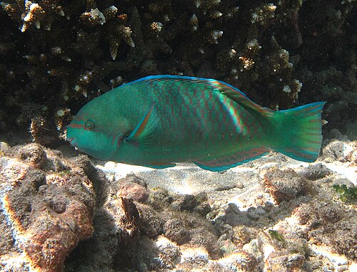 Scarus globiceps (mâle)