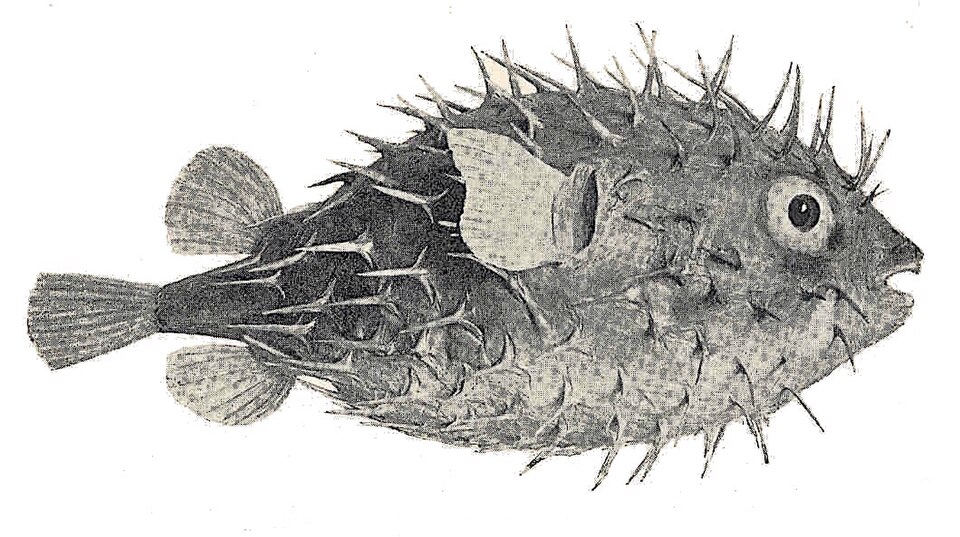 Les poissons porcs-épics ont des écailles transformées en épines.
