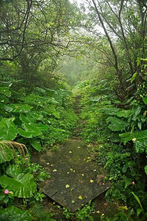 Photographie d'un sentier minier abandonné à Taiwan bordé d'arbustes et d'arbres