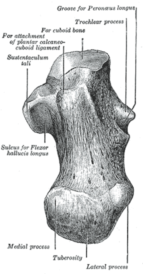 Calcanéum gauche, face inférieure