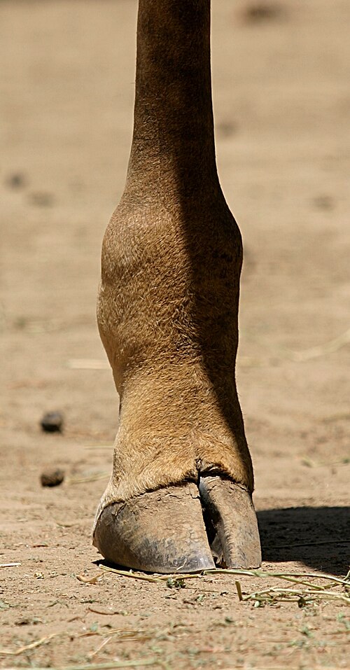 Phalanges distales d'une girafe Masaï