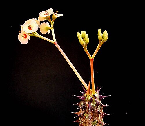 Euphorbia milii var. vulcanii cyathia portant une paire de cyathophylles rosâtres