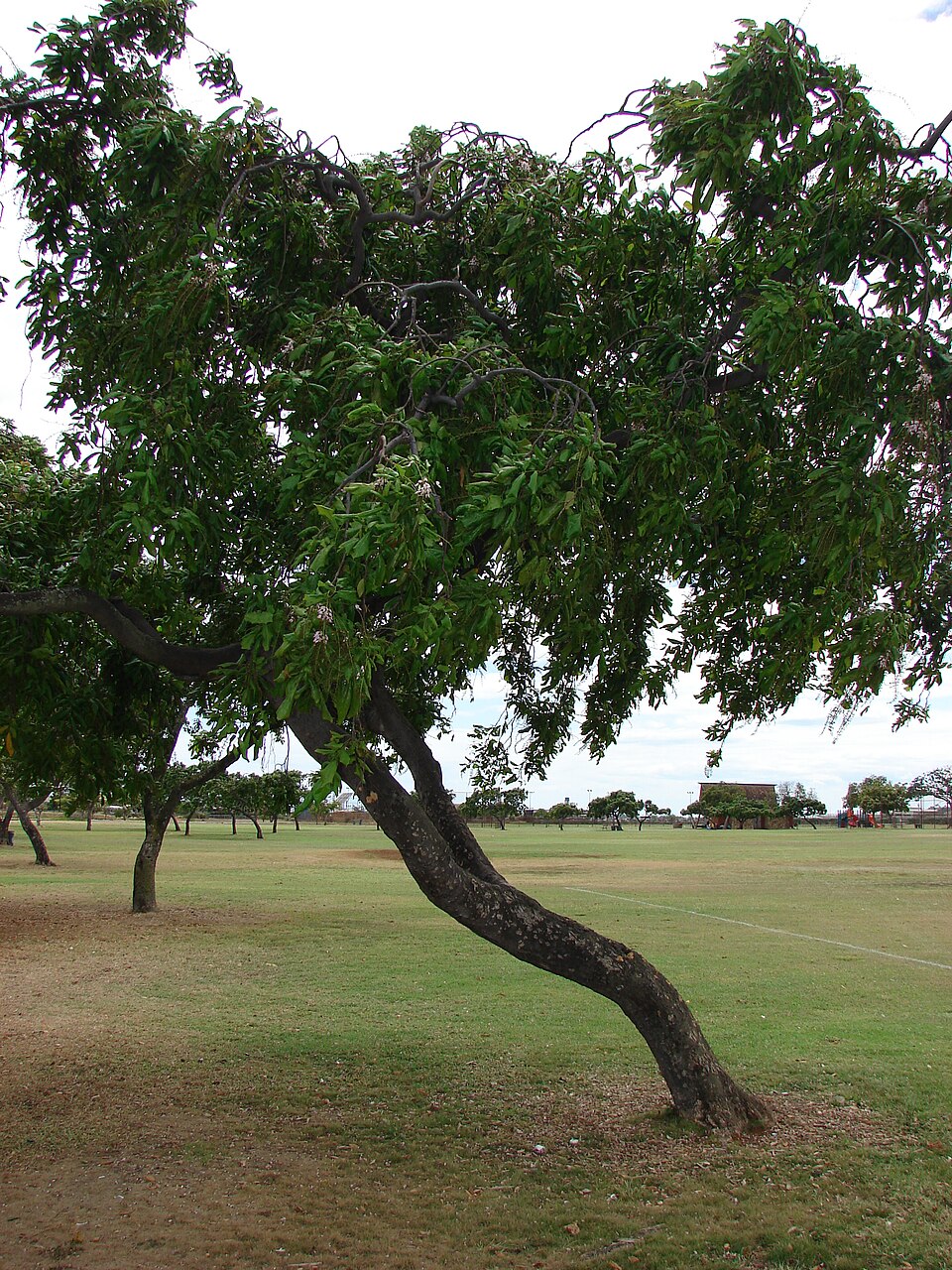 À Oahu, Hawaï