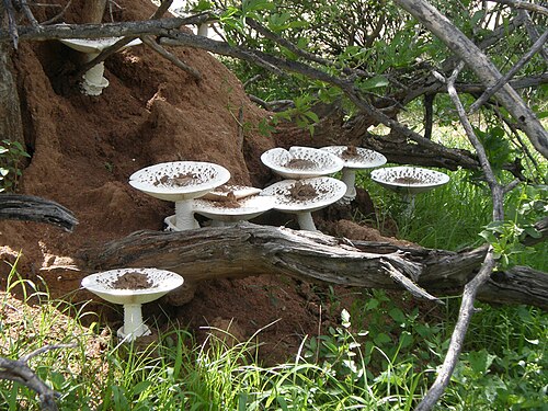Les champignons Termitomyces dépendent mutuellement des termites Macrotermitinae pour leur survie.