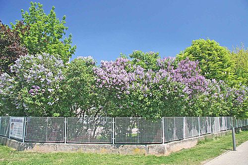 Syringarium avec des arbres en fleurs