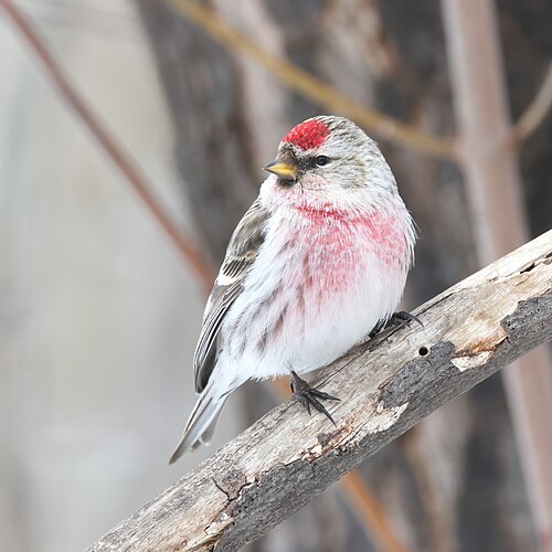 A. f. flammea, Québec, Canada