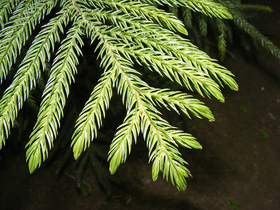 Araucariacées : feuilles en forme d’alène du pin de Cook (Araucaria columnaris)