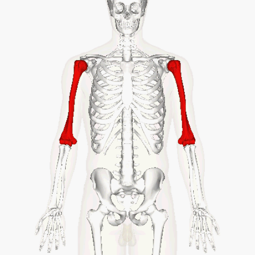 Position de l'humérus (représentée en rouge). Animation.