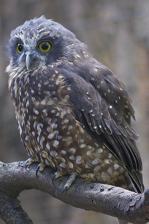 Image de Ninox novaeseelandiae du Kiwi Birdlife Park, Queenstown