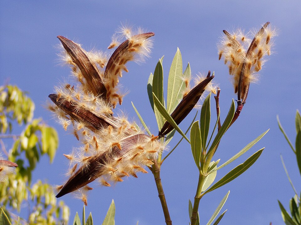 Nerium oleander (déhiscence)