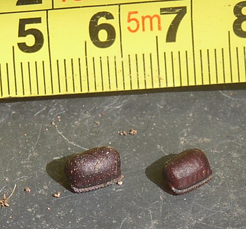 Oothèques de blatte américaine