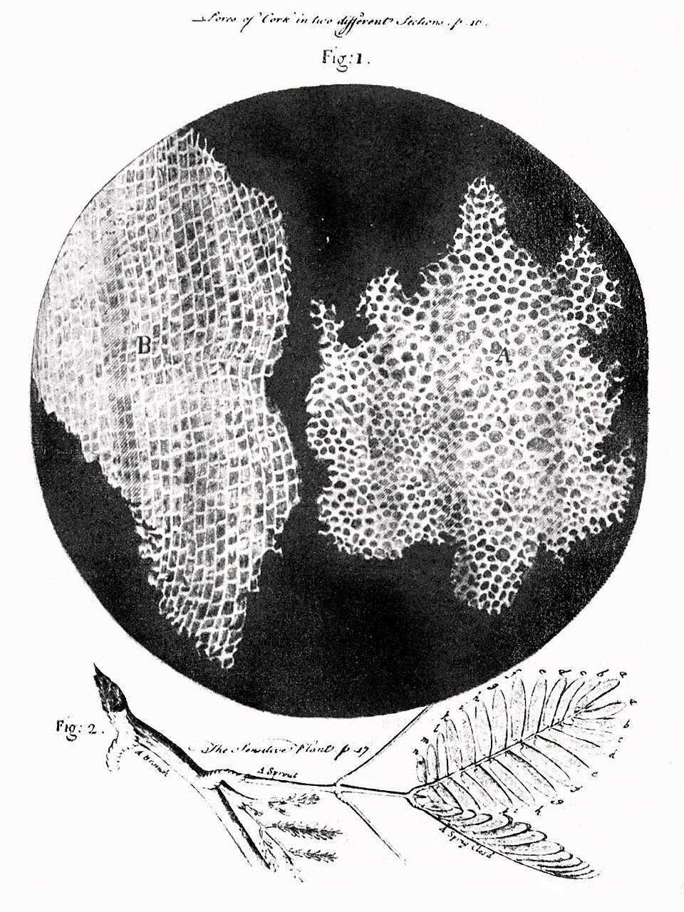 Hooke fut le premier à appliquer le mot « cellule » à des objets biologiques : le liège.