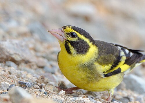 Verdier à poitrine jaune (Chloris spinoides)