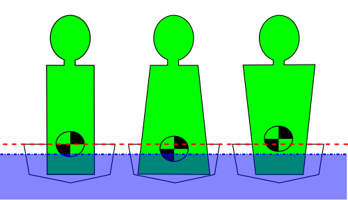 La position du centre de gravité est influencée par la forme du corps. Plus le centre de gravité est bas, plus la stabilité primaire est élevée.